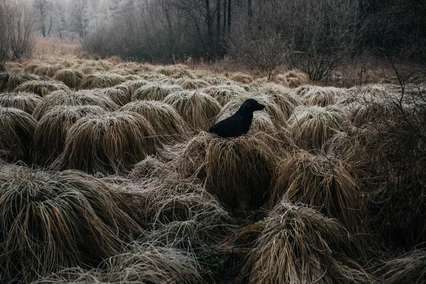 Perro negro buscando una pista en un terreno de caza en una hierba alta — Foto de Stock