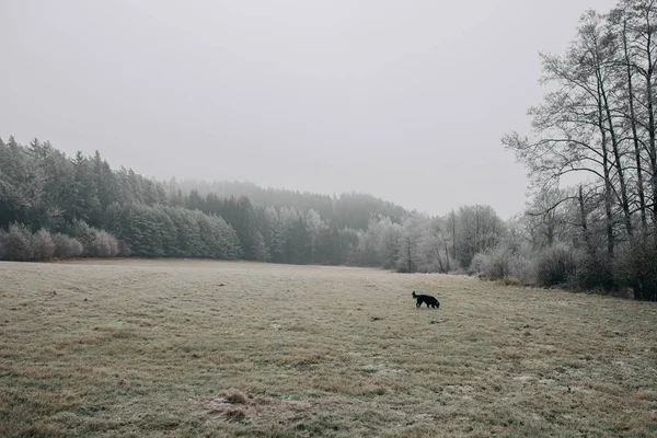 Perro negro en movimiento en un prado — Foto de Stock