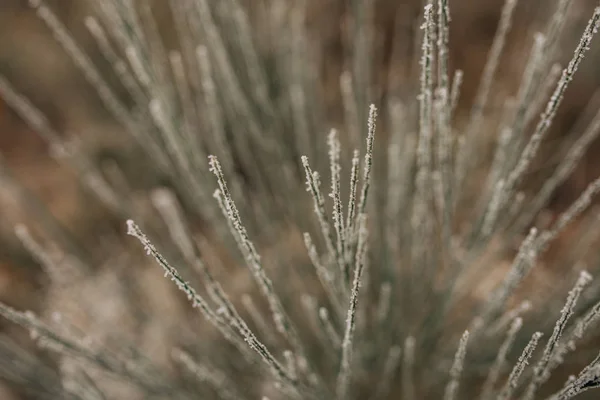 Herbe gelée recouverte de givre sur fond brun et vert — Photo