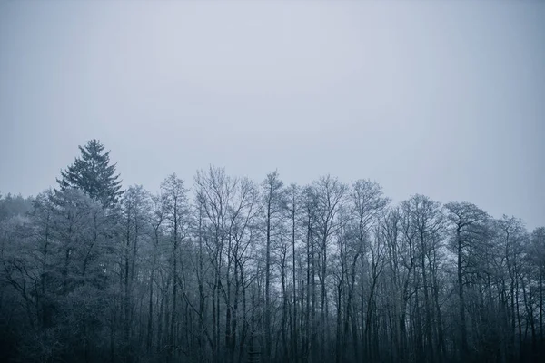 Bosque azul en invierno cubierto de hielo y cielo blanco — Foto de Stock