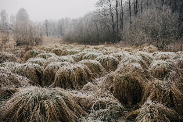 Grumos congelados de hierba en pantano de invierno — Foto de Stock