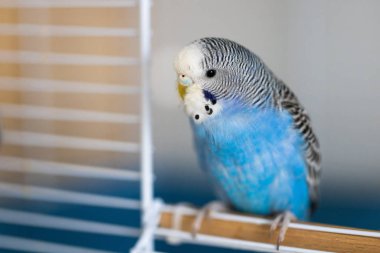 Kafeste genç, mavi bir erkek muhabbet kuşu portresi.