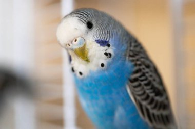 Kafeste genç, mavi bir erkek muhabbet kuşu portresi.