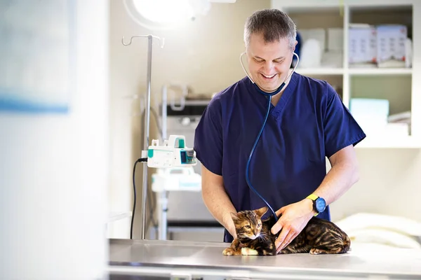 A veterinarian in an ambulance investigates a Bengali cat
