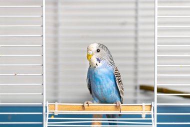 Kafeste genç, mavi bir erkek muhabbet kuşu portresi.
