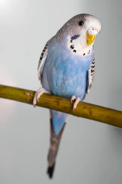 Kafeste genç, mavi bir erkek muhabbet kuşu portresi.