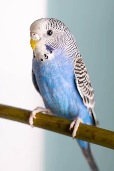 Portrait of a young, blue budgerigar