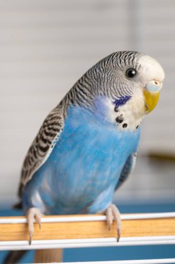 Kafeste genç, mavi bir erkek muhabbet kuşu portresi.