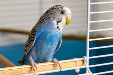 Portrait of a young, blue female budgerigar in a cage