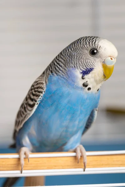 Kafeste genç, mavi bir erkek muhabbet kuşu portresi.