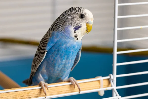 Portrait of a young, blue female budgerigar in a cage