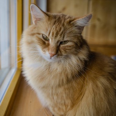 portrtait of longhair cat sitting on window in hallway