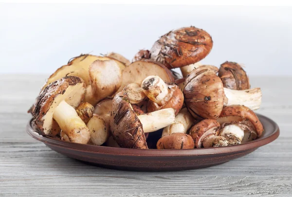 Champiñones en un plato de arcilla . — Foto de Stock