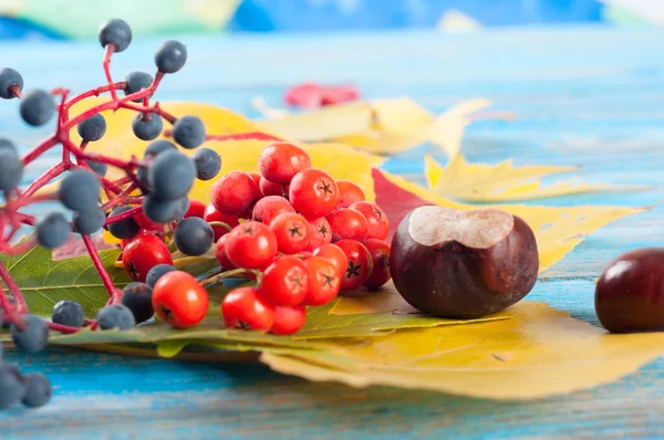 Autumn still life with forest berries — Stock Photo, Image