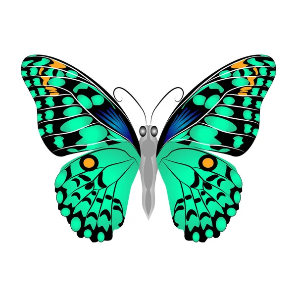 Bright beautiful green butterfly. Vector illustration isolated. — Stock Vector