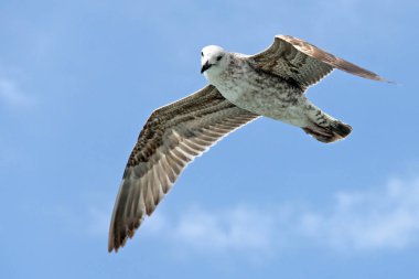 Arka plan olarak gökyüzünde uçan tek bir martı.