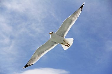Arka plan olarak gökyüzünde uçan tek bir martı.