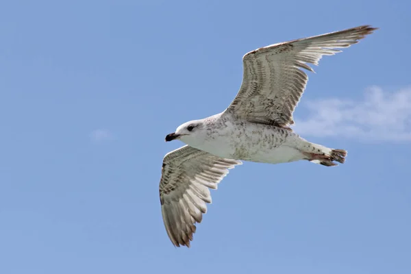 Singel Mås Flyger Himmel Som Bakgrund — Stockfoto