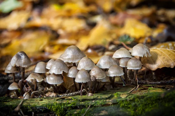 Close-up paddestoelen in bos — Stockfoto