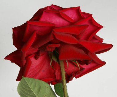     Makro modunda kırmızı gül