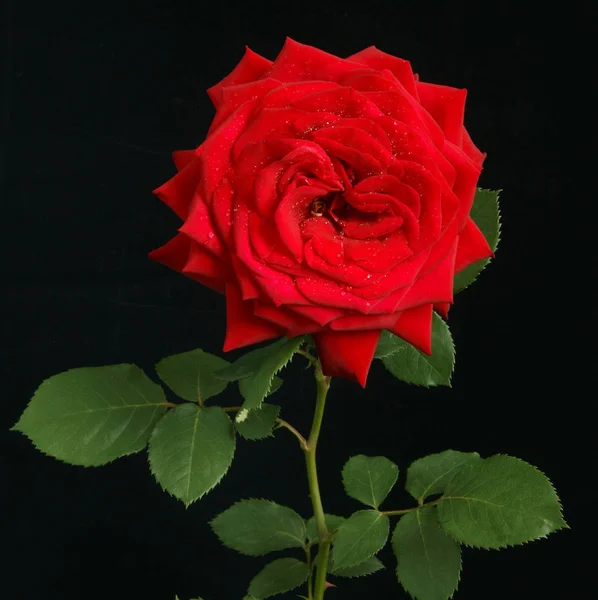 Rose rouge en mode macro — Photo