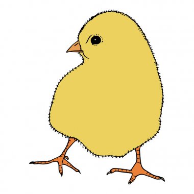 Sarı tavuk el çekilmiş