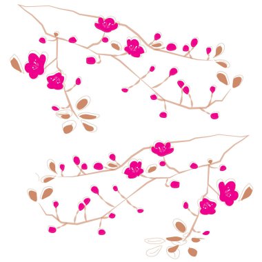 Beyaz bir arka plan vektör sakura dallarda