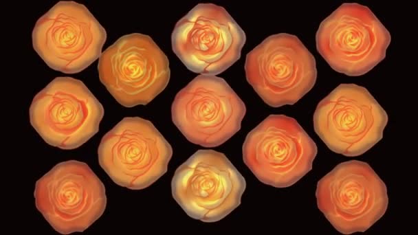 Splendide Rose Ardenti Sfondo Video Rose Girevoli — Video Stock