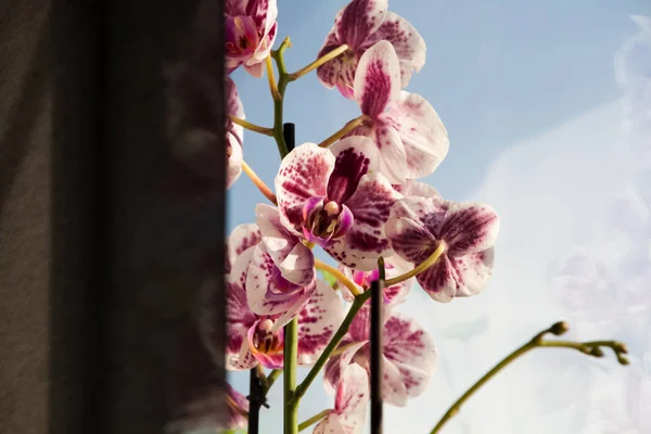 Orquídea púrpura con un cielo azul en el fondo —  Fotos de Stock