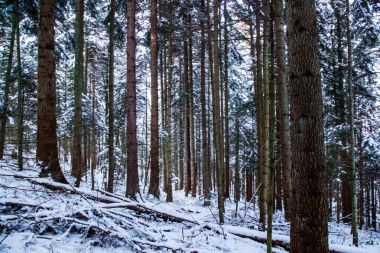 Sno altında kış aylarında ormandaki birçok çam ağaçları