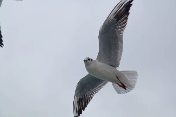 Çok rüzgarlı ve bulutlu hava uçan martı — Stok fotoğraf