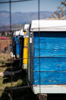 Güzel ve güneşli gün, kovan arılar elici güneş tarafından aydınlatılmış ile