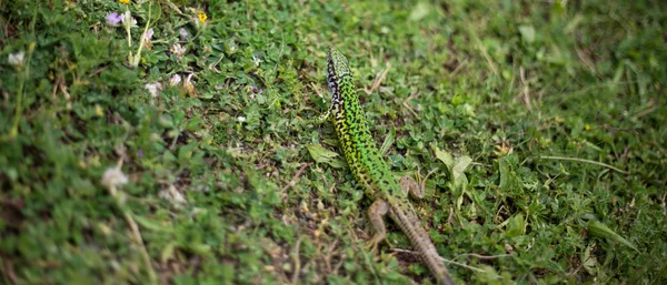 El lagarto en la hierba, lagarto verde en la naturaleza en busca de foo — Foto de Stock