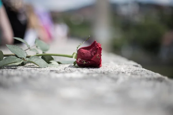 Rosas rojas en memoria de los civiles inocentes asesinados, flores — Foto de Stock
