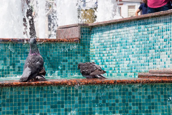 Las palomas buscan rescate del fuego del infierno, bañándose y enfriándose en el wa —  Fotos de Stock