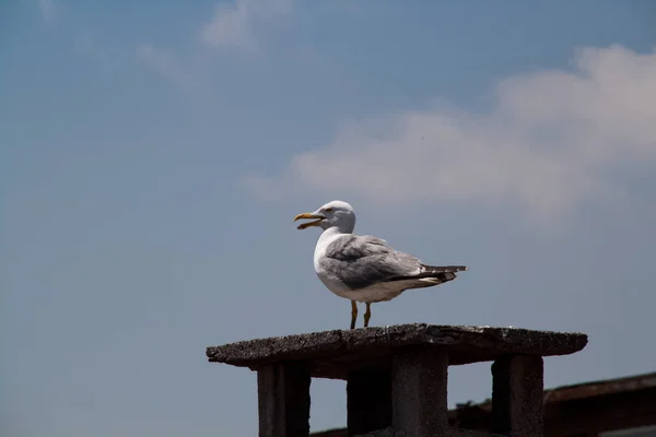 La gaviota se encuentra sobre una chimenea de una casa, un cielo despejado, watchin —  Fotos de Stock