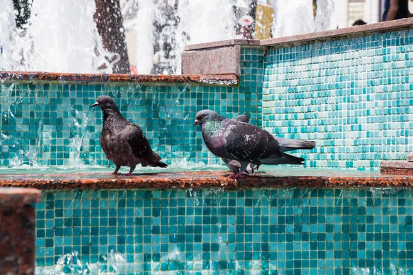 Pigeons seek rescue from hellfire, bathing and cooling in the wa — Stock Photo, Image