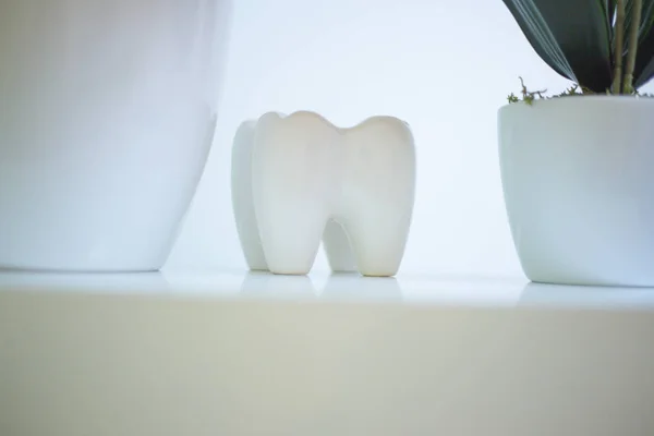Dentist, large artificial tooth with root and crown, dental offi — Stock Photo, Image