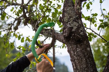 Sonbahar tarım inşaat, meyve bahçesi bakım, fru üzerinde dallanma