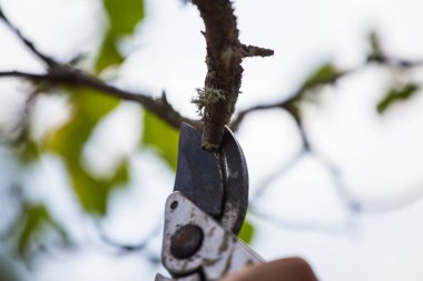 Sonbahar tarım inşaat, meyve bahçesi bakım, fru üzerinde dallanma
