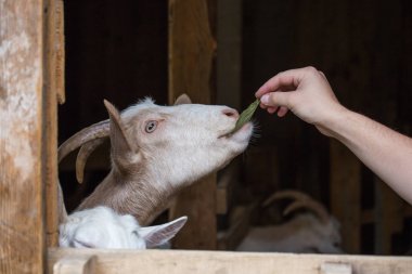 Bir evcil hayvan için bir keçi istikrarlı bir erkek eli verir 