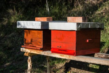 Ahşap kovan arı, arıcılık, tatlım, sağlık, sağlıklı yaşam için