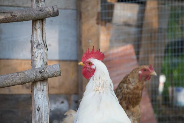 Beyaz tavuk ve kafasına kırmızı bir taç ile bir tavuk kümesi