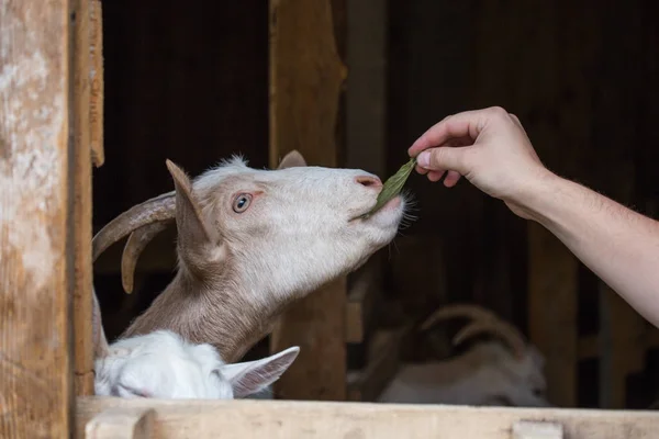 Un animal doméstico, una cabra en un establo, la mano de un hombre se la da —  Fotos de Stock