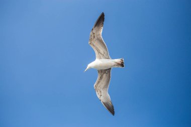 Genç bir martı bir uçuş, buruşuk kanatları, güneşli bir gün, net bl
