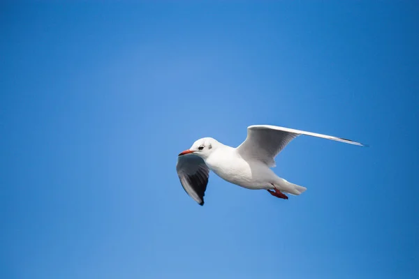 Una joven gaviota en un vuelo, alas arrugadas, día soleado, claro bl —  Fotos de Stock