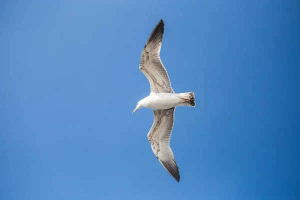 Genç bir martı bir uçuş, buruşuk kanatları, güneşli bir gün, net bl — Stok fotoğraf