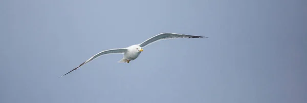 A young seagull in a flight, wrinkled wings, sunny day, clear bl — Stock Photo, Image