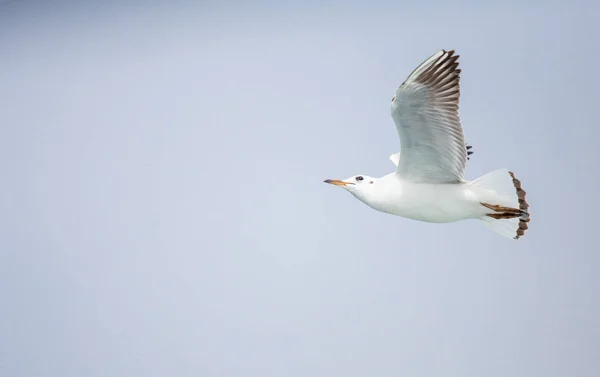 Una joven gaviota en un vuelo, alas arrugadas, día soleado, claro bl —  Fotos de Stock