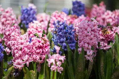 Parklar ve büyük şehirlerde, köknar sokaklarında güzel çiçekler süslüyor